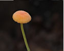 oranje_dwergmycena 