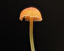 oranje_dwergmycena 