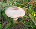 purperen_champignon 