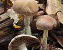 scherpe_collybia 