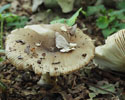 Scherpe kamrussula