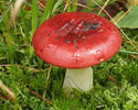 Vissige eikenrussula