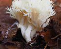 witte_koraalzwam 