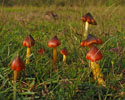 zwartwordende_wasplaat 