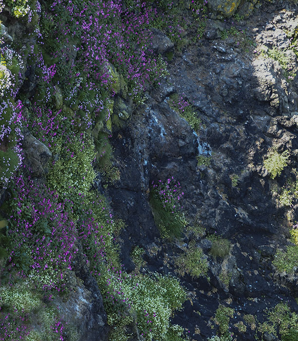 steile rotswand bedekt met bloemen