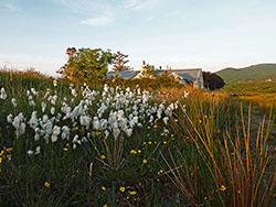 veenpluis bij onze cottage