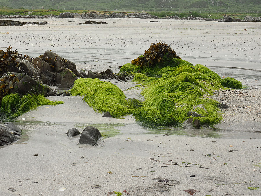 Groen zeewier steekt fel af tegen het witte zand