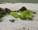 Groen zeewier steekt fel af tegen het witte zand