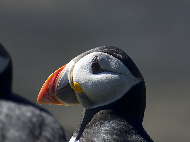 portret papegaaiduiker (puffin)