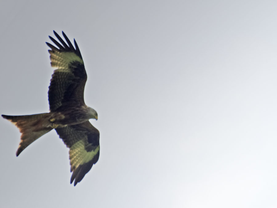 Agarty Red Kites10