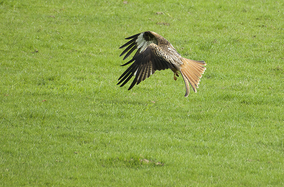 Agarty Red Kites5