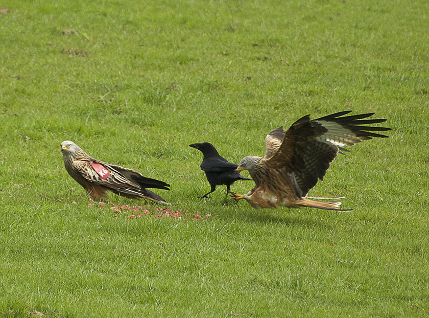 Agarty Red Kites6
