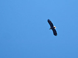 White tailed eagle