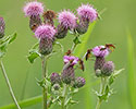 5-6 bloemhoofdjes op lange stengel, akkerdistel