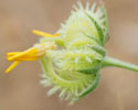 Akkergoudsbloem