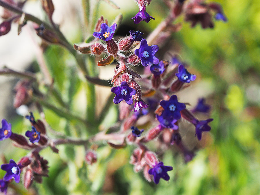 anchusa_undulata