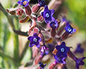 anchusa_undulata 