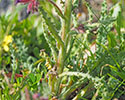 Anchusa undulata