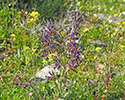 Anchusa undulata