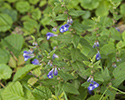 blauw_glidkruid 