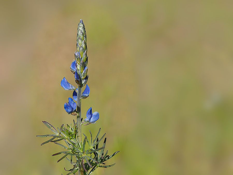 Blauwe lupine