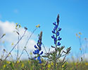 Blauwe lupine