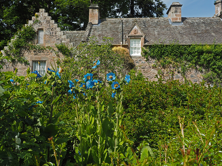 Blauwe papaver in de tuinen van Cawdor Castle