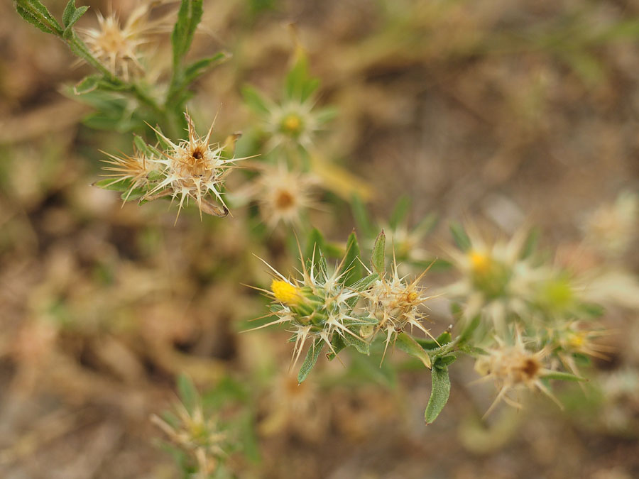 Centaurea melitensis