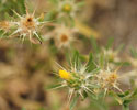 Centaurea melitensis