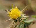 Centaurea melitensis