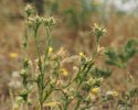 Centaurea melitensis