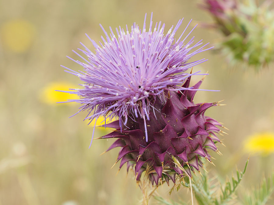 Cynara humilis