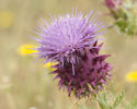 Cynara humilis