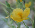 Gele hoornpapaver