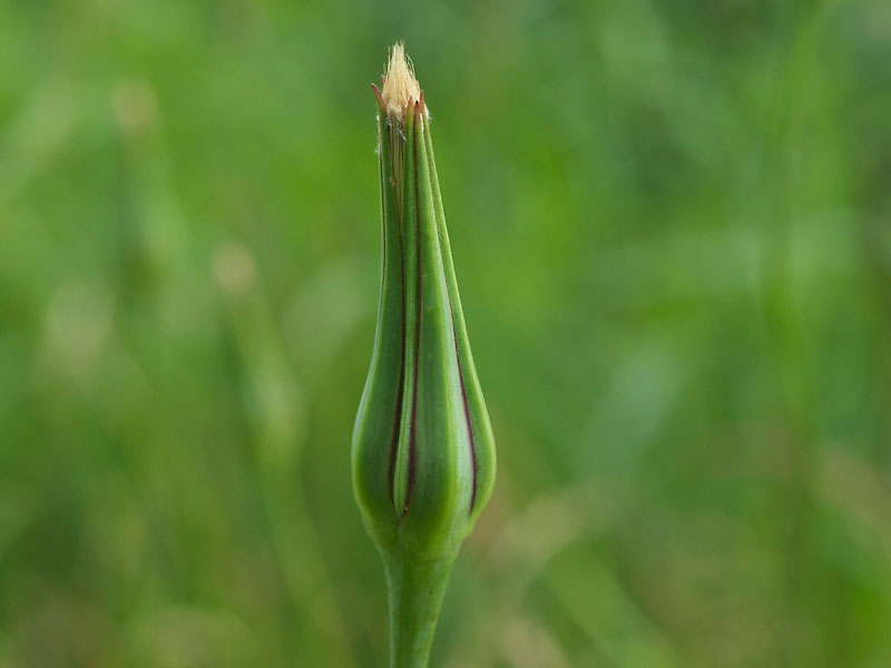 gele_morgenster, lange, spitse bloemknoppen