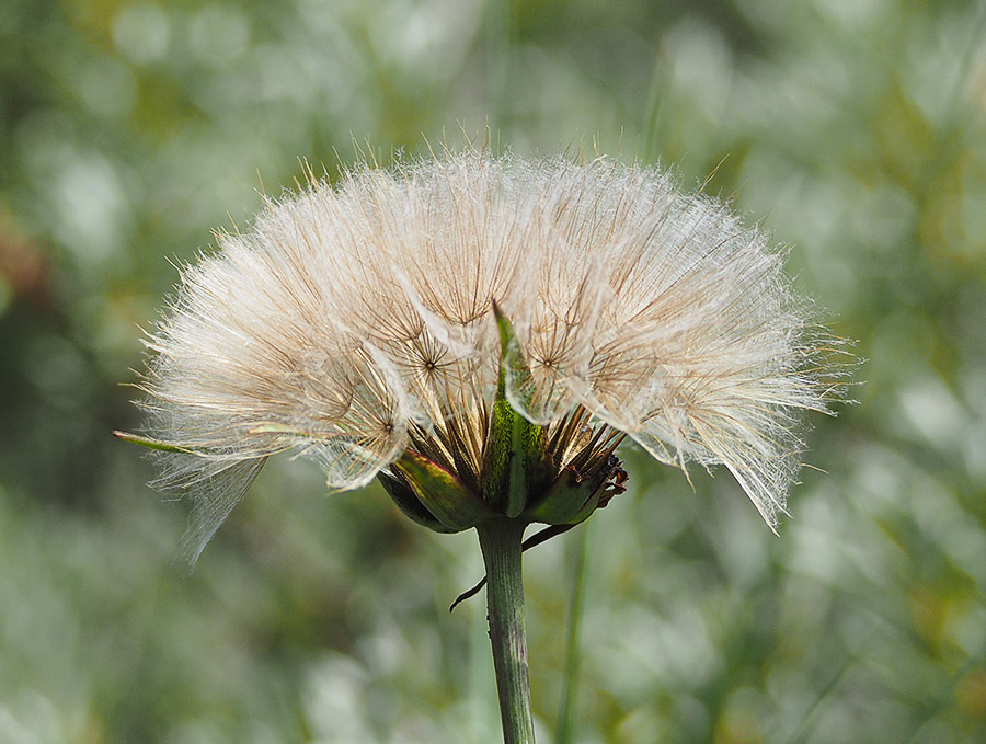 Gele morgenster (<i>Tragopogon pratensis</i>)