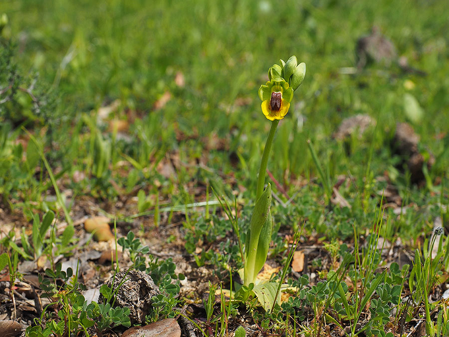 gele_orchis