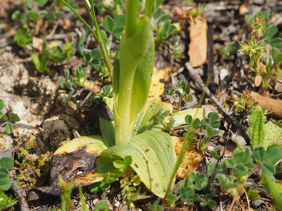 gele_orchis