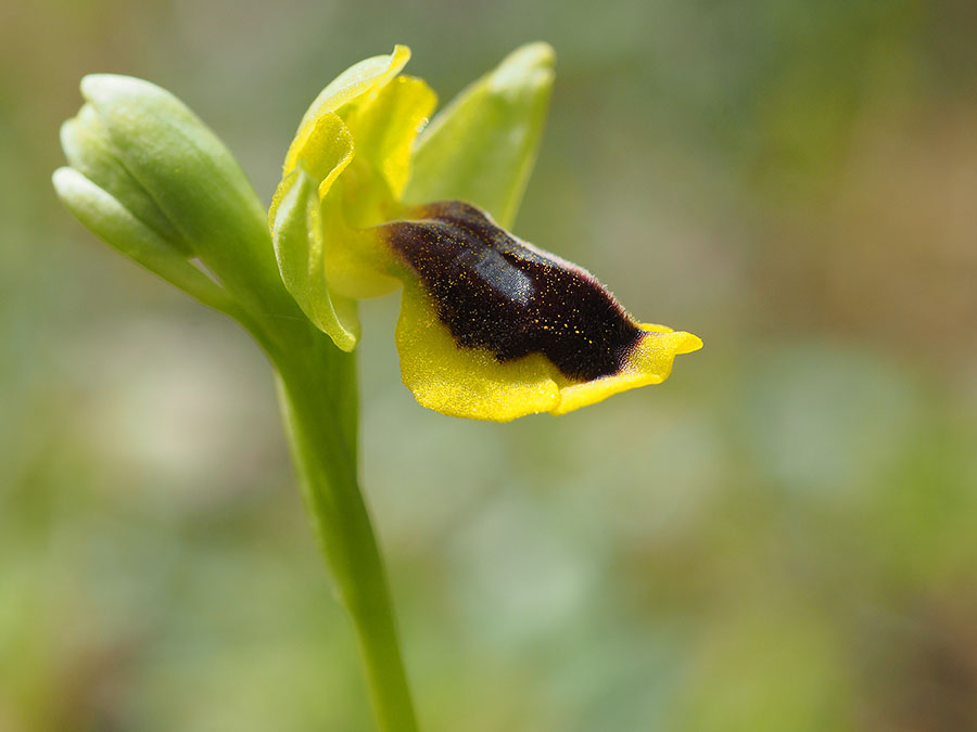 gele_orchis