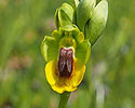 Gele orchis