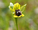 Gele orchis