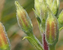 gestreepte_teunisbloem 