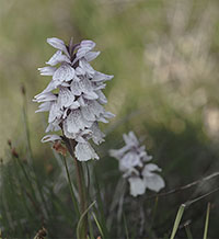 gevlekte orchis
