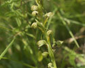 groene_nachtorchis 