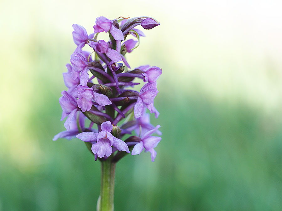 Grote muggenorchis subsp. (G. borealis)