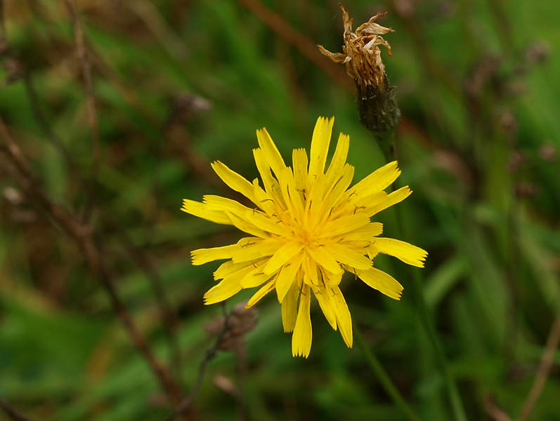 Herfstleeuwentand (<i>Leontodon autumnalis</i>)