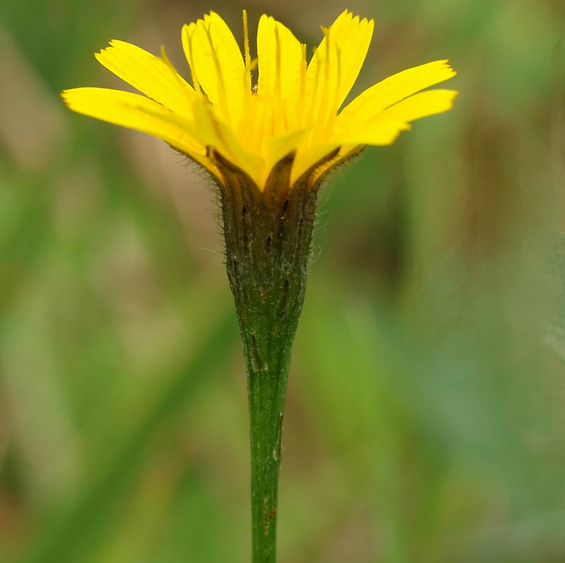 Herfstleeuwentand, omwindsel