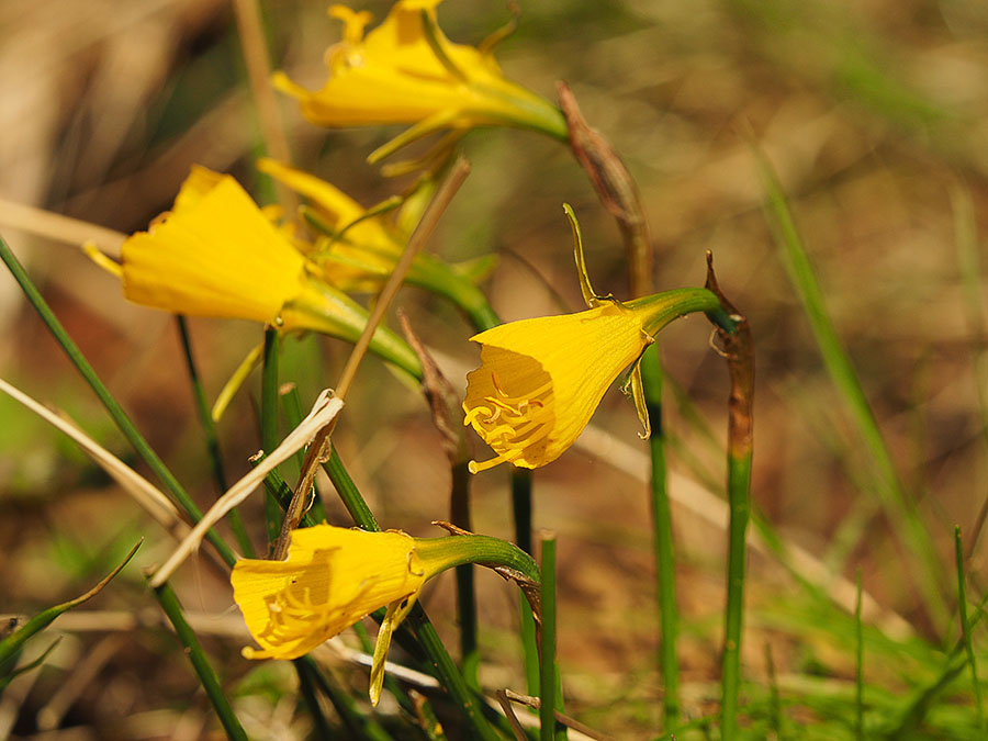 Hoepelroknarcis