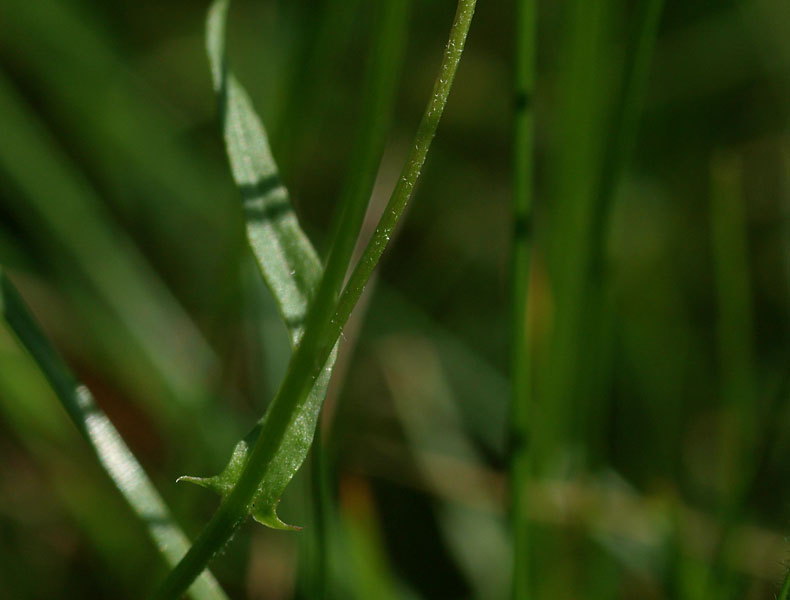 Klein streepzaad, bovenste blad met slipjes