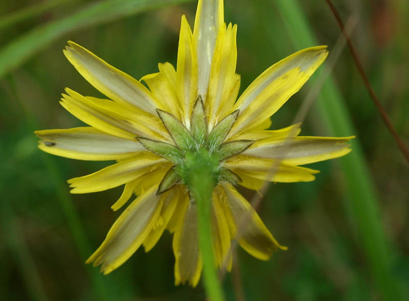 Kleine leeuwentand, omwindsel